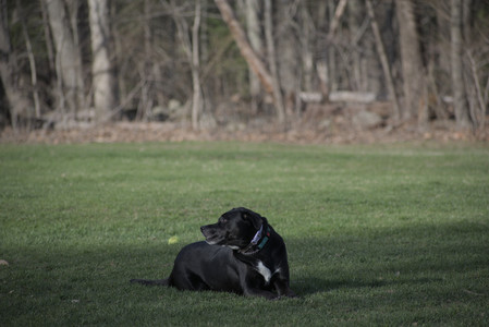 20250416_Dog Park with New Long Lens_DSC_0121_.jpg