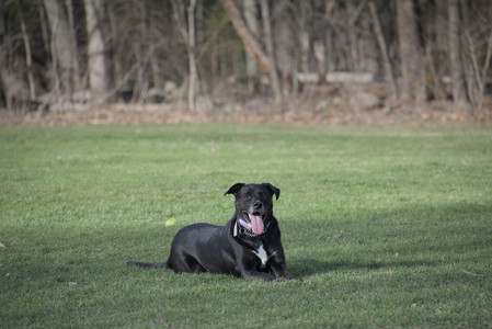 20250416_Dog Park with New Long Lens_DSC_0122_.jpg