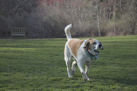 20250416_Dog Park with New Long Lens_DSC_0125_.jpg
