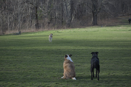 20250416_Dog Park with New Long Lens_DSC_0128_.jpg