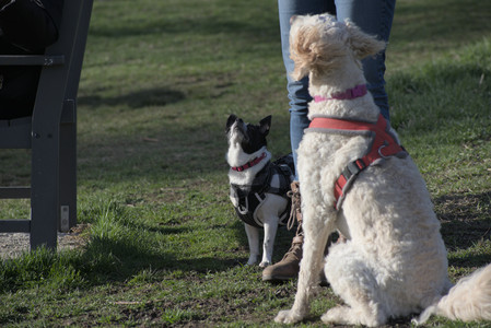 20250416_Dog Park with New Long Lens_DSC_0133_.jpg