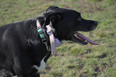 20250416_Dog Park with New Long Lens_DSC_0137_.jpg