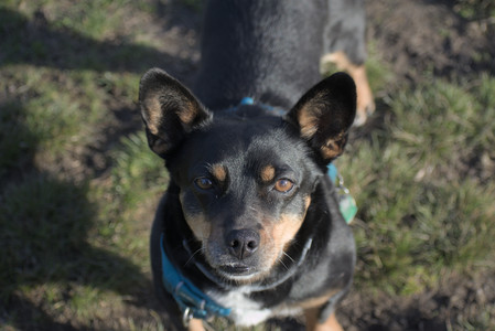 20250416_Dog Park with New Long Lens_DSC_0139_.jpg