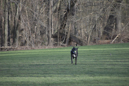 20250416_Dog Park with New Long Lens_DSC_0146_.jpg