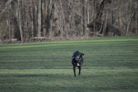 20250416_Dog Park with New Long Lens_DSC_0149_.jpg