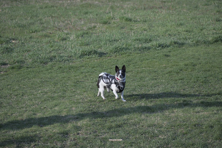 20250416_Dog Park with New Long Lens_DSC_0155_.jpg