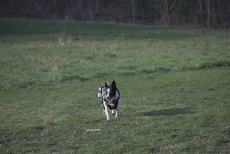 20250416_Dog Park with New Long Lens_DSC_0156_.jpg
