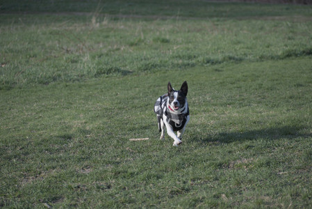 20250416_Dog Park with New Long Lens_DSC_0157_.jpg
