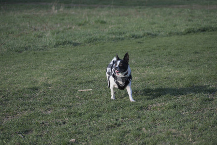 20250416_Dog Park with New Long Lens_DSC_0158_.jpg