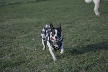 20250416_Dog Park with New Long Lens_DSC_0159_.jpg