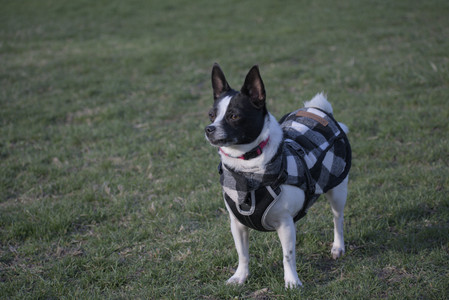 20250416_Dog Park with New Long Lens_DSC_0160_.jpg