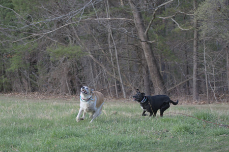 20250416_Dog Park with New Long Lens_DSC_0170_.jpg