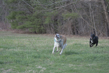20250416_Dog Park with New Long Lens_DSC_0171_.jpg