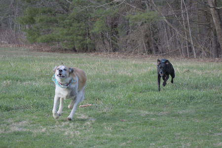 20250416_Dog Park with New Long Lens_DSC_0172_.jpg