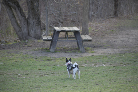 20250416_Dog Park with New Long Lens_DSC_0175_.jpg