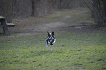 20250416_Dog Park with New Long Lens_DSC_0177_.jpg