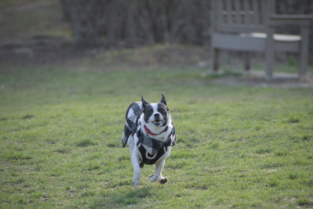 20250416_Dog Park with New Long Lens_DSC_0180_.jpg