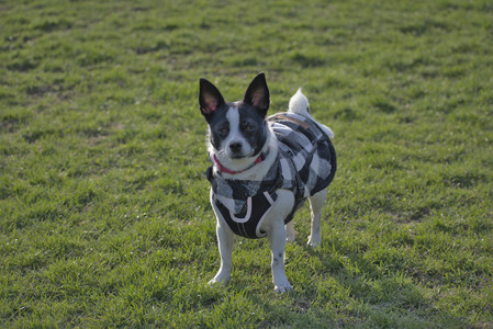 20250416_Dog Park with New Long Lens_DSC_0183_.jpg