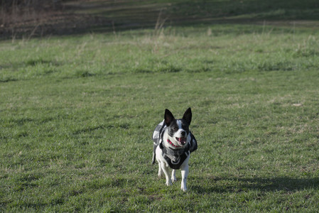 20250416_Dog Park with New Long Lens_DSC_0184_.jpg