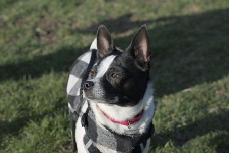 20250416_Dog Park with New Long Lens_DSC_0189_.jpg