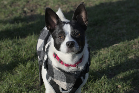 20250416_Dog Park with New Long Lens_DSC_0191_.jpg