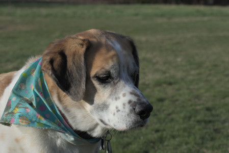 20250416_Dog Park with New Long Lens_DSC_0194_.jpg
