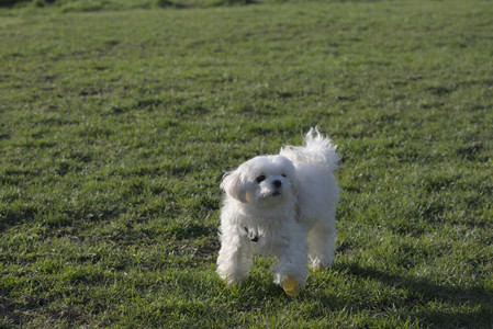 20250416_Dog Park with New Long Lens_DSC_0198_.jpg