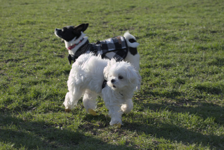 20250416_Dog Park with New Long Lens_DSC_0200_.jpg
