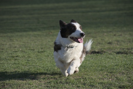 20250416_Dog Park with New Long Lens_DSC_0213_.jpg