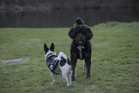 20250416_Dog Park with New Long Lens_DSC_0216_.jpg