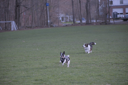 20250416_Dog Park with New Long Lens_DSC_0219_.jpg