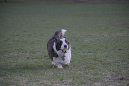 20250416_Dog Park with New Long Lens_DSC_0223_.jpg
