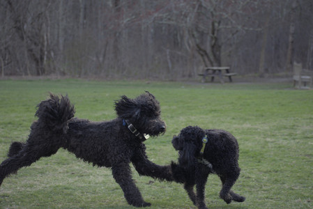 20250416_Dog Park with New Long Lens_DSC_0224_.jpg