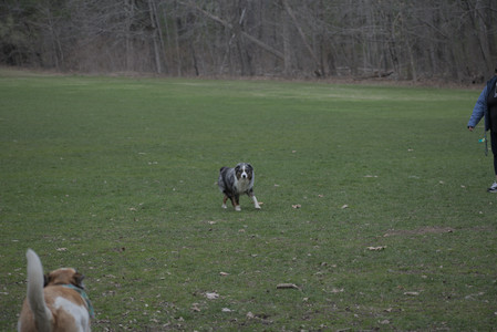 20250418_Detention Pond and Dog Park_DSC_0442_.jpg