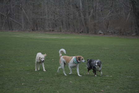 20250418_Detention Pond and Dog Park_DSC_0448_.jpg