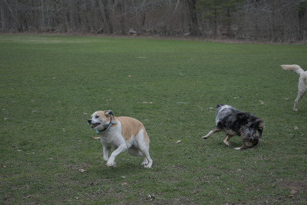 20250418_Detention Pond and Dog Park_DSC_0450_.jpg