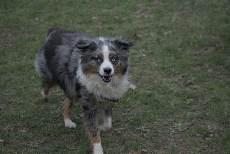 20250418_Detention Pond and Dog Park_DSC_0453_.jpg