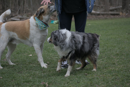 20250418_Detention Pond and Dog Park_DSC_0454_.jpg