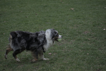 20250418_Detention Pond and Dog Park_DSC_0471_.jpg