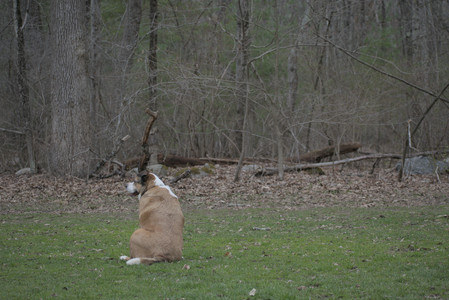 20250418_Detention Pond and Dog Park_DSC_0477_.jpg