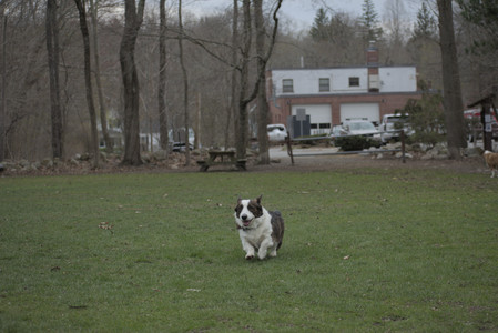 20250418_Detention Pond and Dog Park_DSC_0485_.jpg