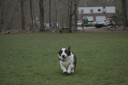 20250418_Detention Pond and Dog Park_DSC_0490_.jpg