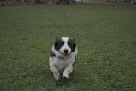 20250418_Detention Pond and Dog Park_DSC_0493_.jpg