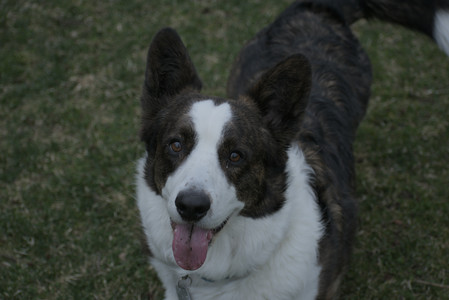 20250418_Detention Pond and Dog Park_DSC_0498_.jpg