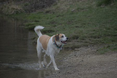 20250418_Detention Pond and Dog Park_DSC_0499_.jpg
