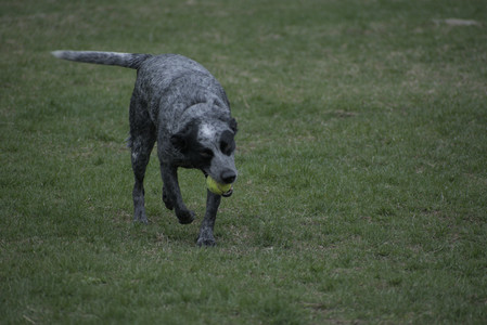 20250418_Detention Pond and Dog Park_DSC_0502_.jpg