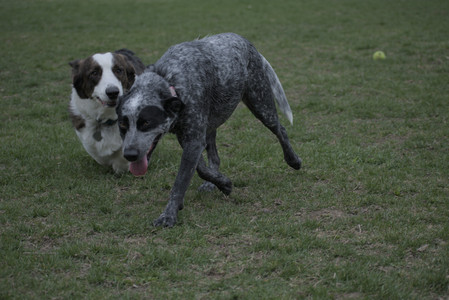 20250418_Detention Pond and Dog Park_DSC_0504_.jpg