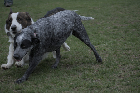 20250418_Detention Pond and Dog Park_DSC_0506_.jpg