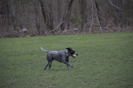 20250418_Detention Pond and Dog Park_DSC_0507_.jpg