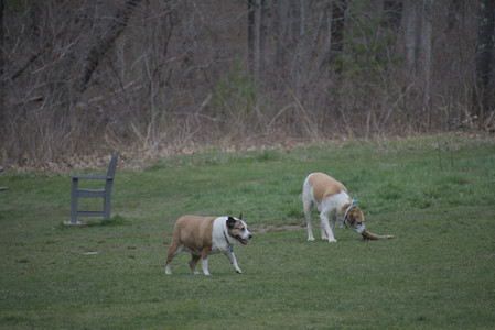 20250418_Detention Pond and Dog Park_DSC_0508_.jpg